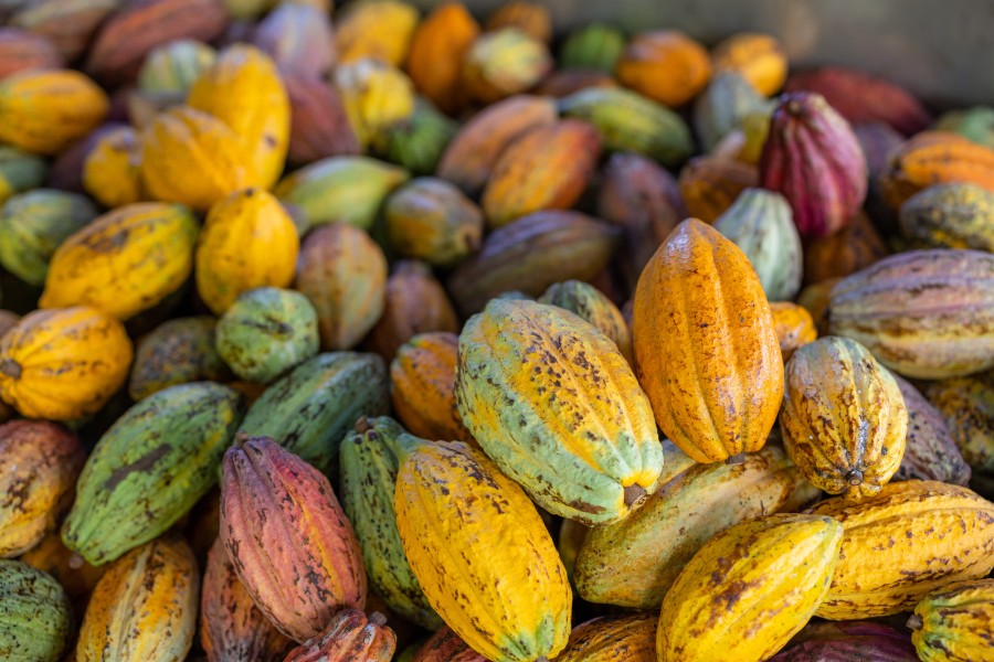Cocoa beans.